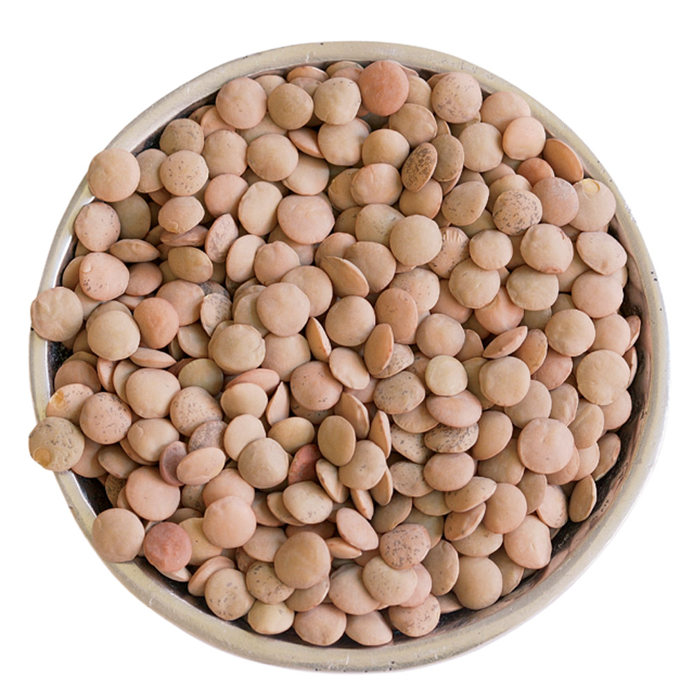 Brown Lentil