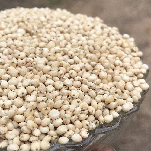 White Millet