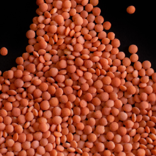 Red Lentil