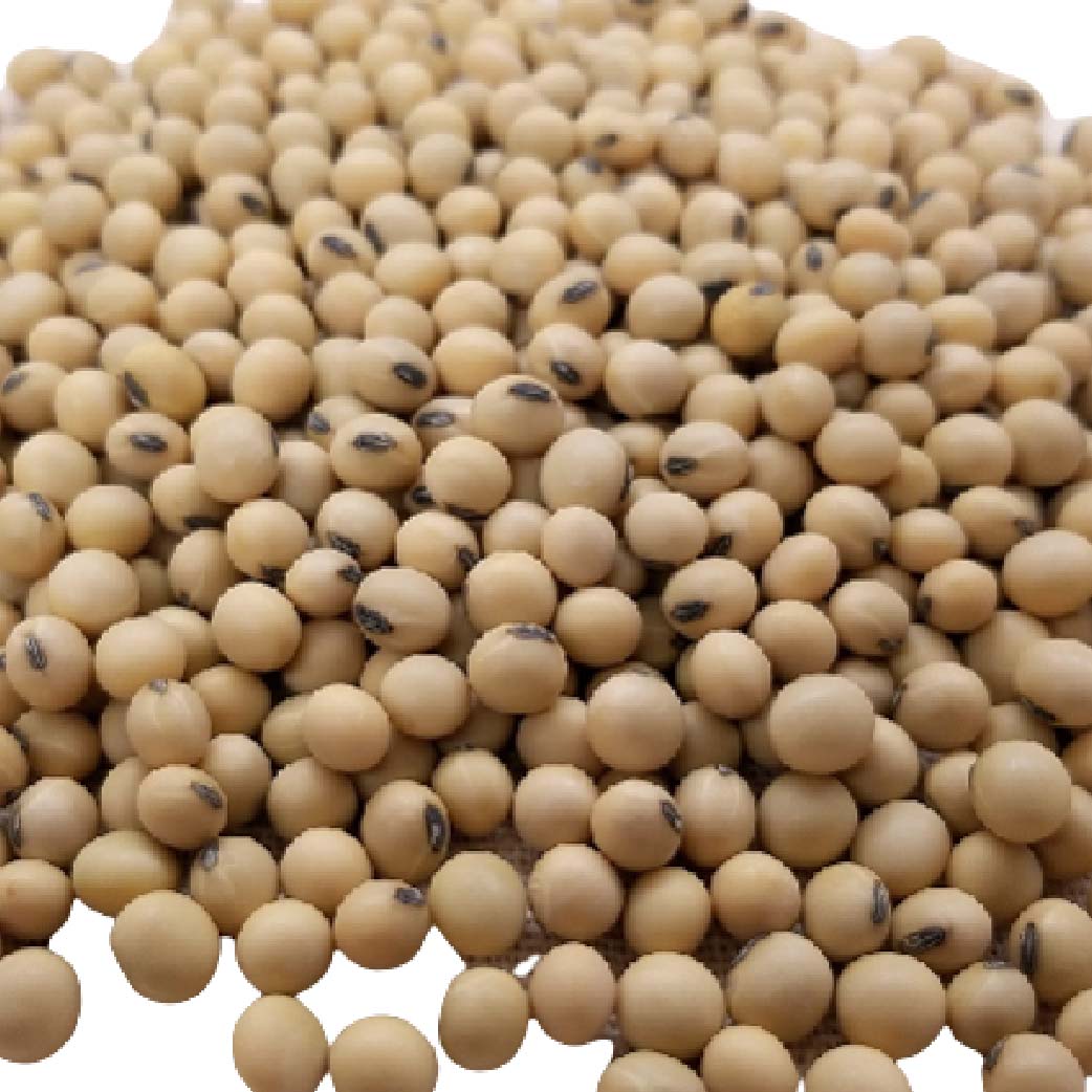 Soybean