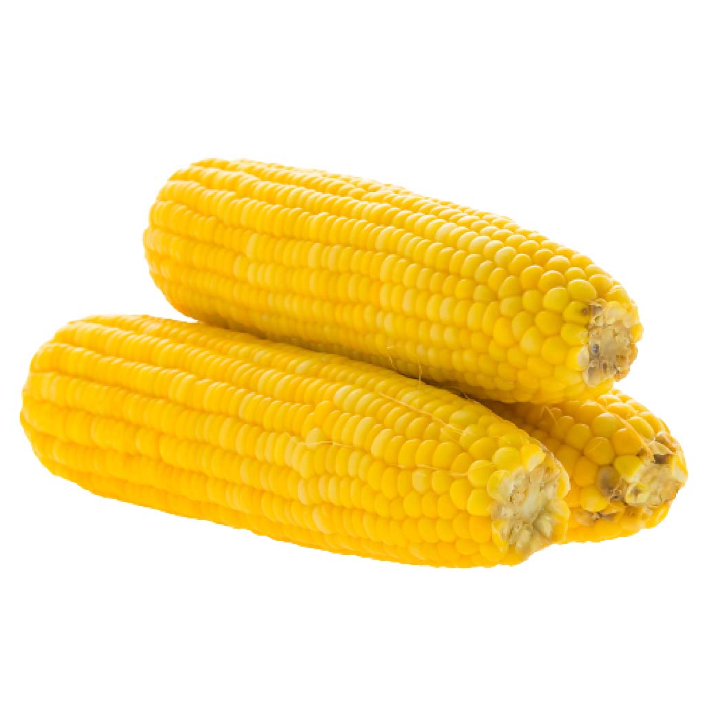 Indian Maize