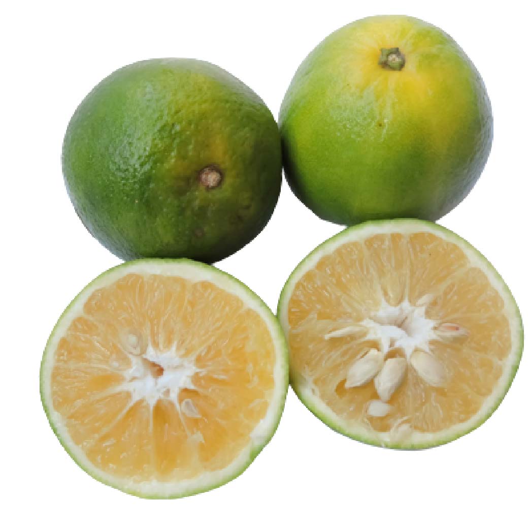 Mosambi (Citrus Limetta)