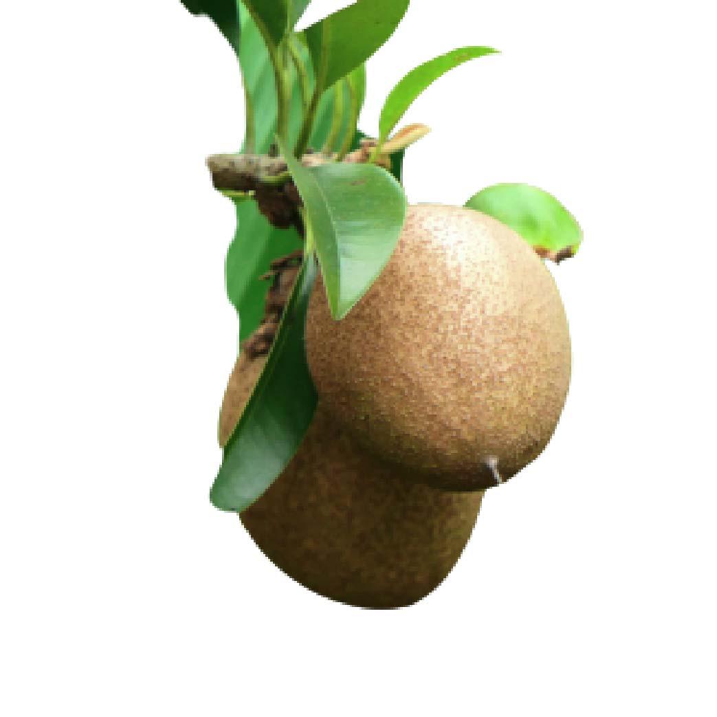 Sapota (Chikoo)