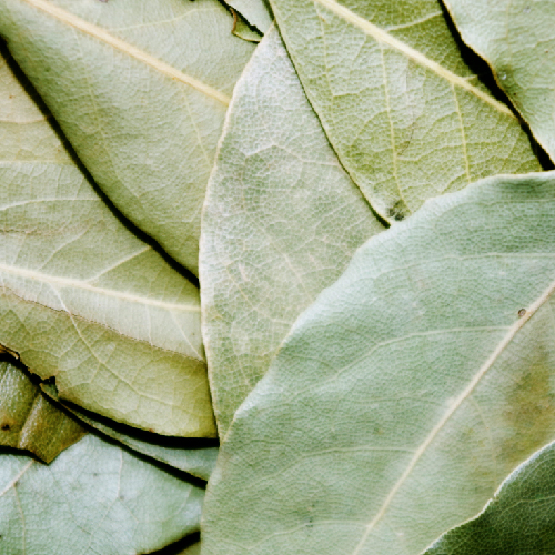 Bay Leaf