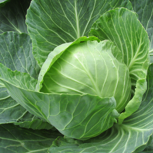 Cabbage