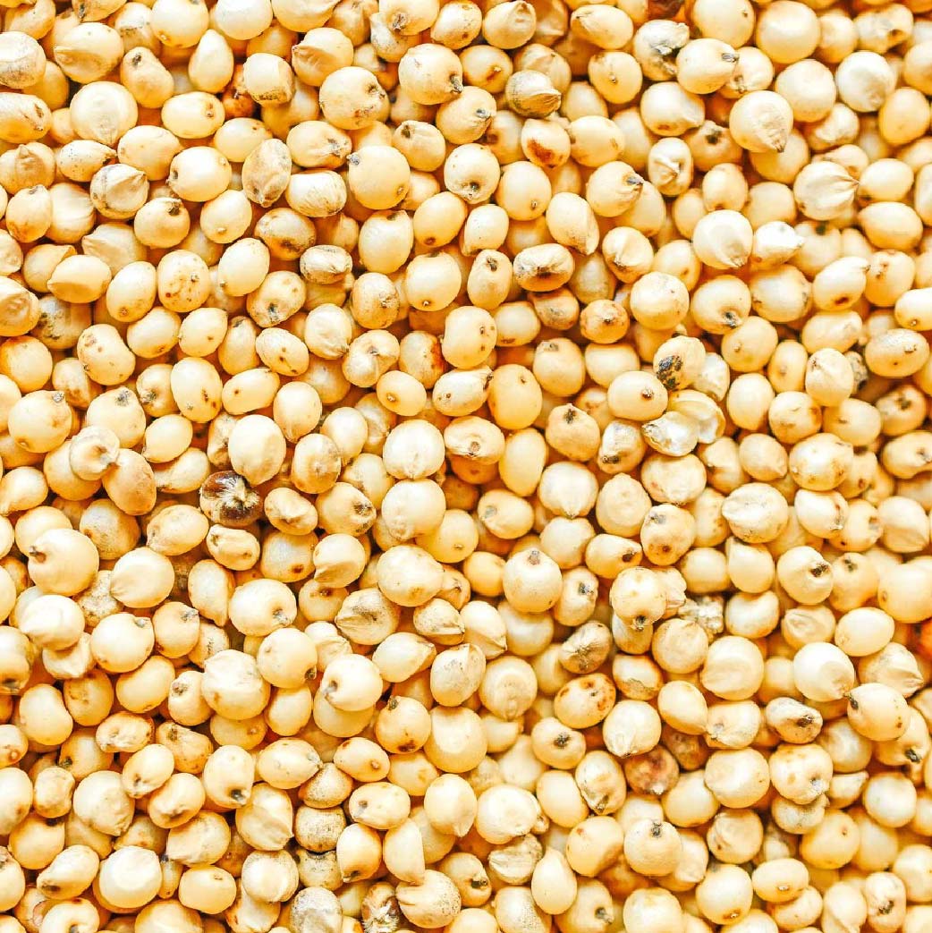 Sorghum (yellow)