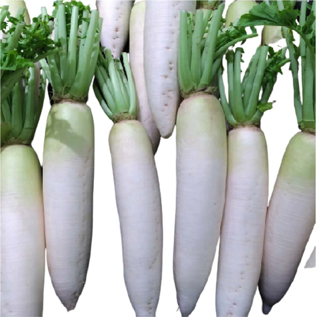 Radish