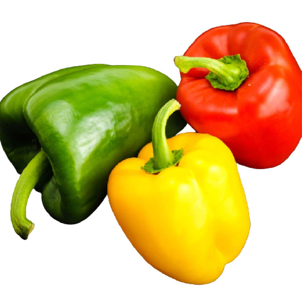 Indian Bell pepper (Capsicum)